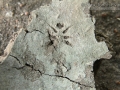 Dragonfly Track