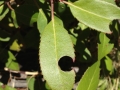 Leafcutter Bee Sign