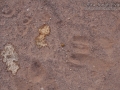 Black-tailed Jackrabbit Tracks & Urine