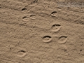 Black-tailed Jackrabbit (Below) and Cottontail Tracks