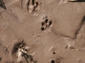 Black-tailed Jackrabbit Tracks