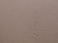 White-tailed jackrabbit Tracks