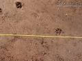 Long-tailed Weasel Tracks