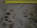 River Otter Tracks