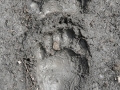 Black Bear Right Front (Above) and Right Hind Tracks
