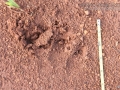 Giant Armadillo Tracks