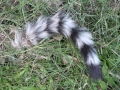 Ringtail Tail