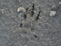 California Ground Squirrel Front Track