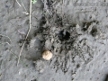 Eastern Gray Squirrel Buried Nut