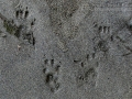 Eastern Gray Squirrel Tracks