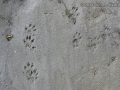 Eastern Gray Squirrel (Right) and Mink Tracks