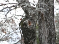 Fox Squirrel Hole