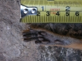Fox Squirrel Left Hind Foot