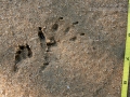Groundhog Tracks