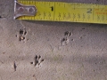 Harvest Mouse Tracks