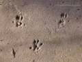 Harvest Mouse Tracks
