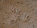 Jumping Mouse Tracks