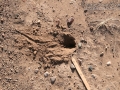 Kangaroo Rat Dig