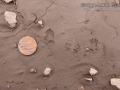 Merriam's Kangaroo Rat Tracks