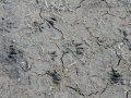 Muskrat Tracks