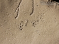 Peromyscus Tracks