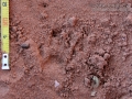Prairie Dog Tracks