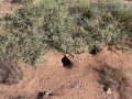 Spotted Ground Squirrel Burrow