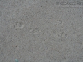Spotted Ground Squirrel Tracks
