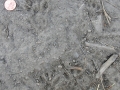 Tassel-eared Squirrel Tracks