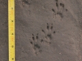 Western Gray Squirrel Tracks