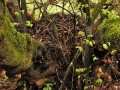Woodrat Nest