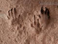 Wyoming Ground Squirrel Tracks