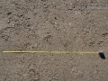 Yellow-bellied Marmot Tracks