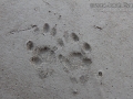 Spotted Skunk Tracks