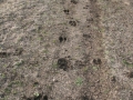 Cow Tracks