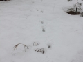 Deer Tracks