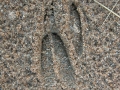 Mule Deer Tracks