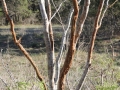 White-tailed Deer Rub