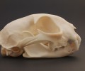 Animal Skulls Teaser
