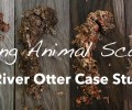 Aging Animal Scats – A Study with River Otter Scats