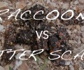 Distinguishing Raccoon from Otter Scat