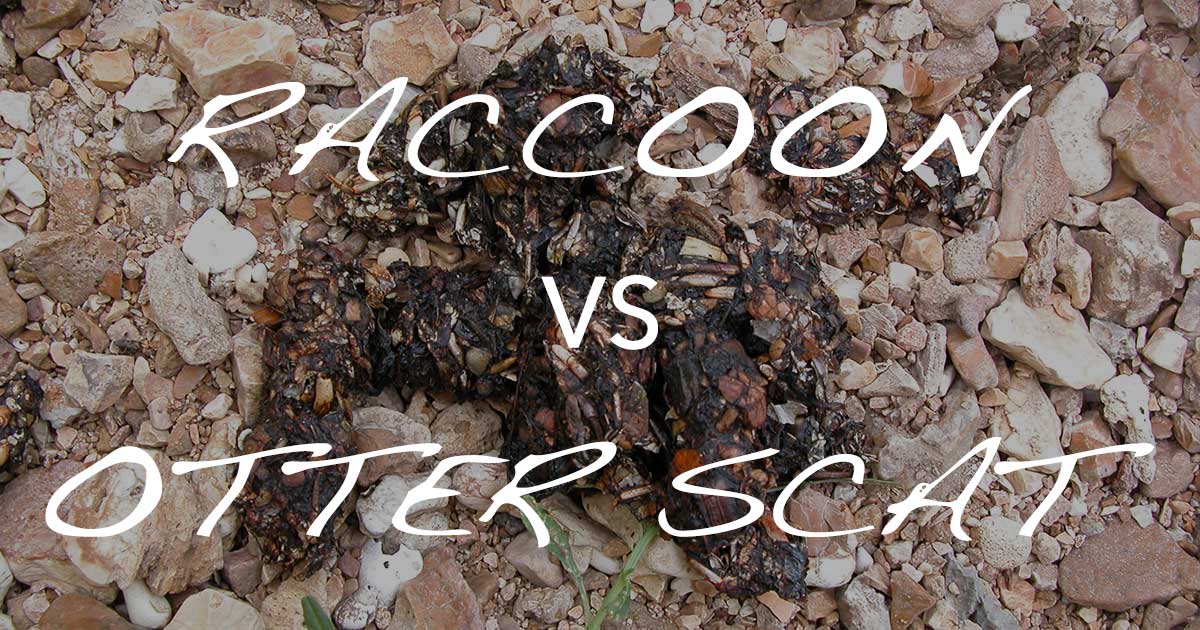 Distinguishing Raccoon from Otter Scat – NatureTracking