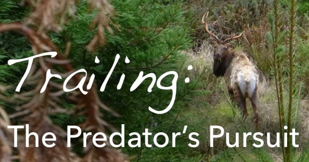 Trailing: The Predator’s Pursuit