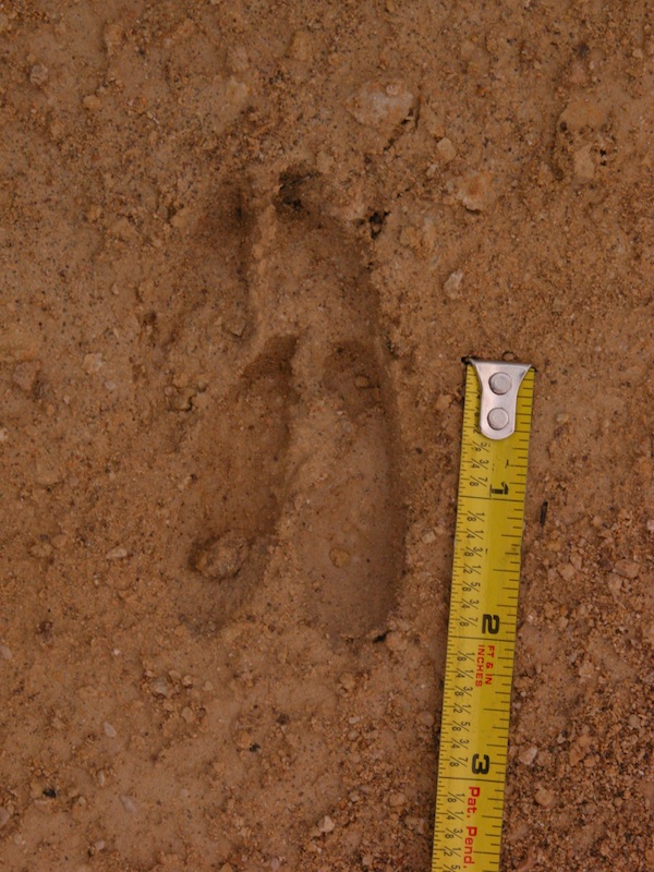 Identify tracks The Wildlife Trusts