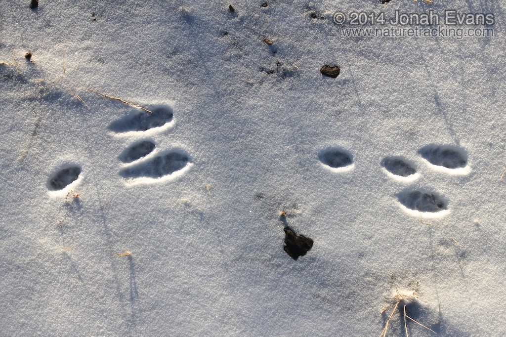 cottontail rabbit tracks
