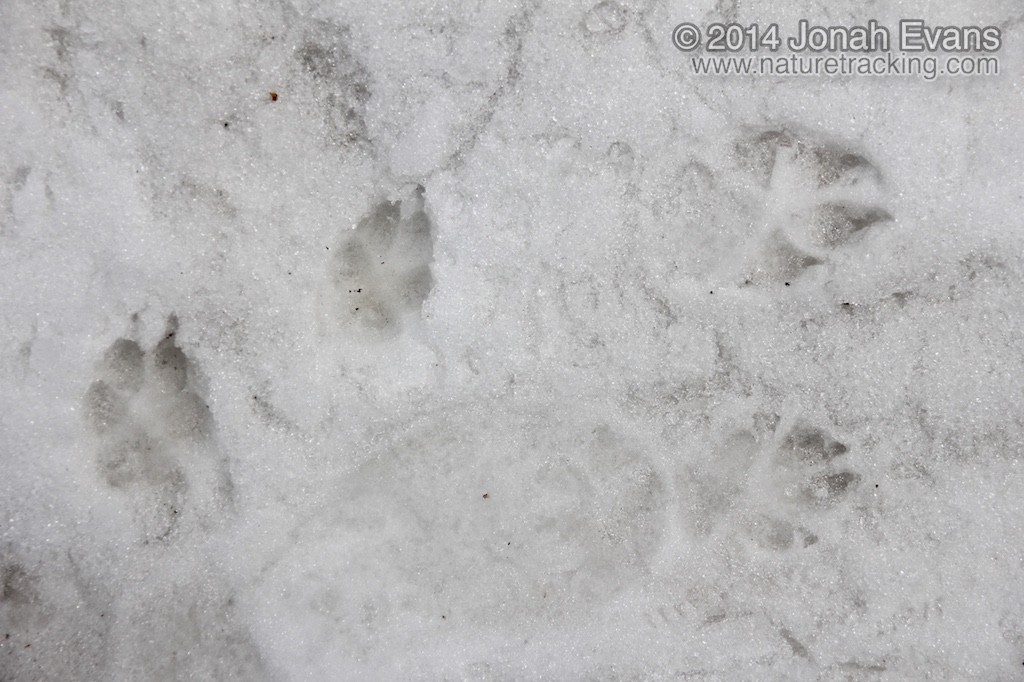 Coyote (Left) and Dog Tracks