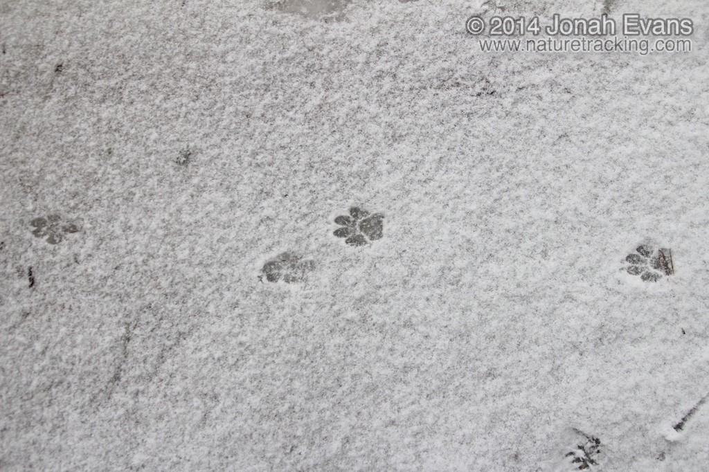 Identifying Animal Tracks in the Snow - Newport This Week