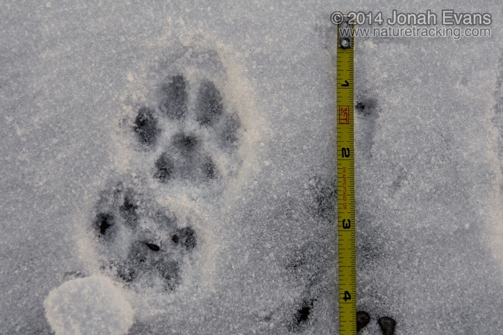 Bobcat Tracks In Snow