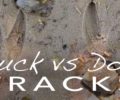 How to Tell Buck from Doe Tracks